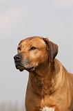 RODESIAN RIDGEBACK 035